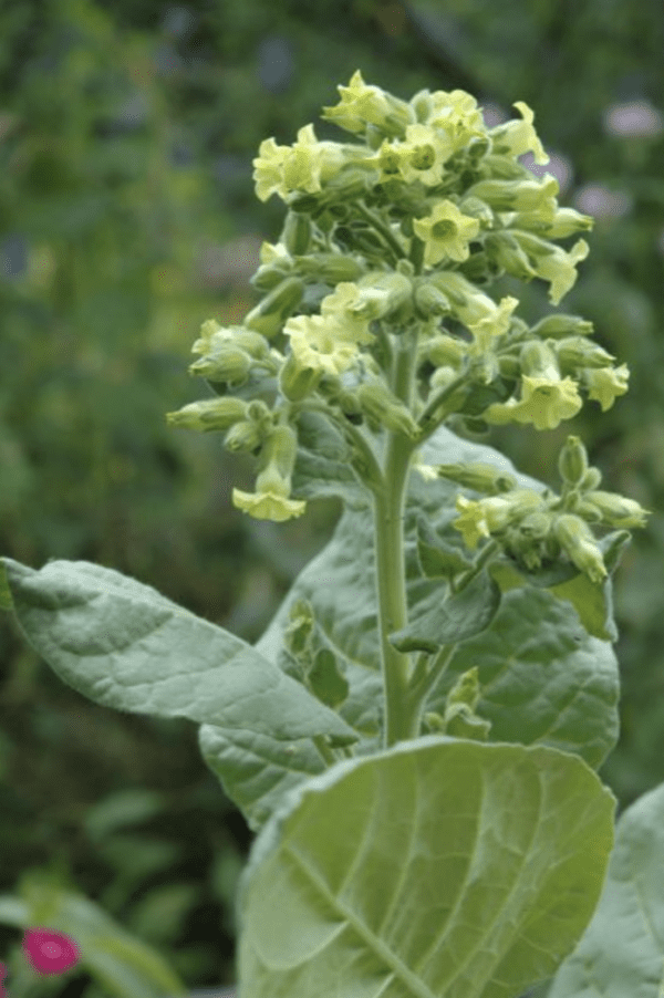 Tobacco - Midewiwan Sacred Tobacco Plant (3.25" pot)